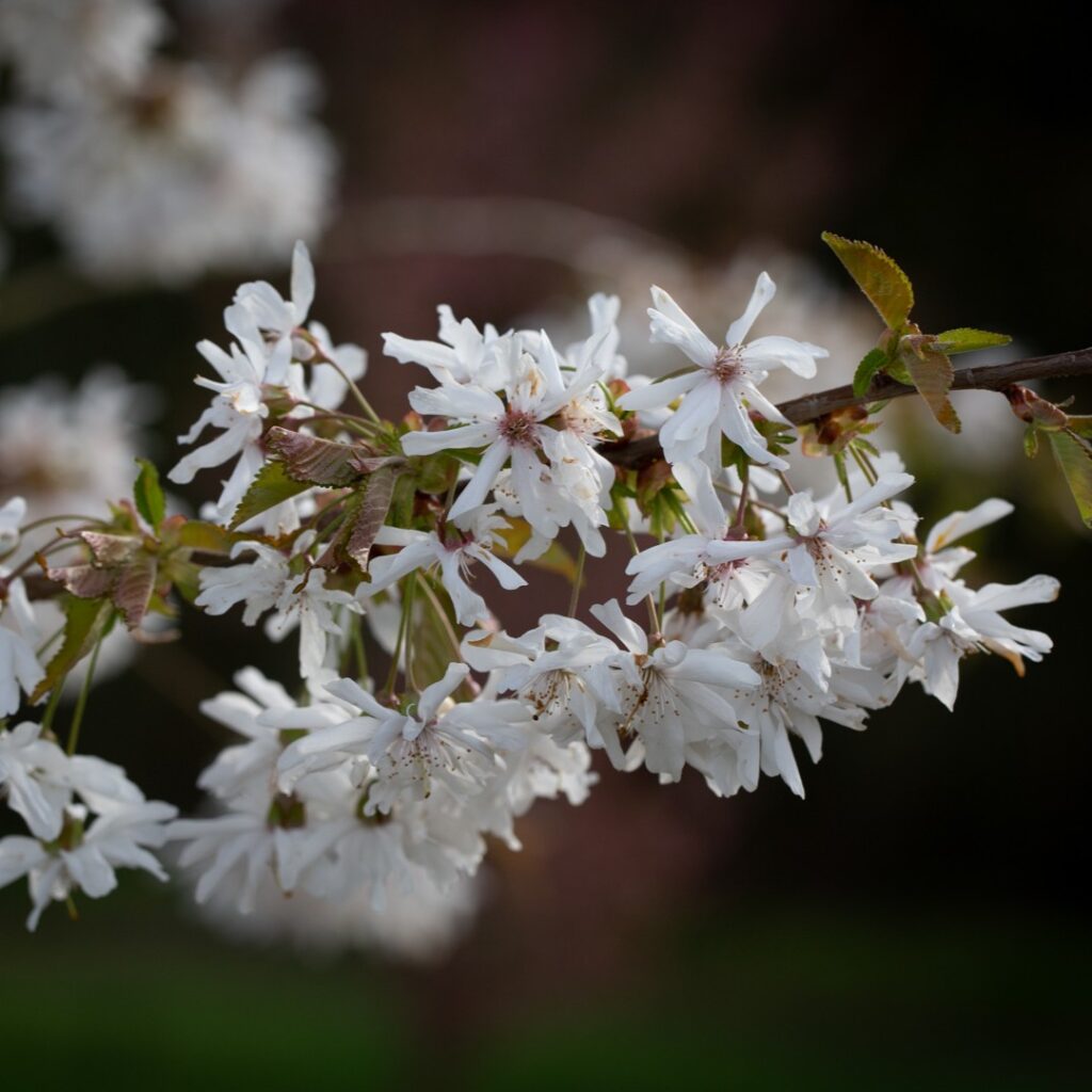 Prunus ‘Starlight’ Flowering Cherry Tree 5038838146053 2